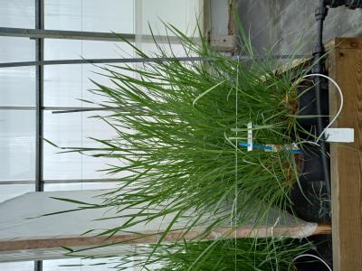 Click for 3 image(s) for this accession.